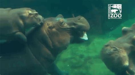 Fiona the Baby Hippo Reunites With Her Parents For an Hour in the ...