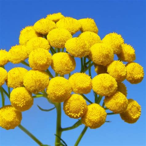 Blue Tansy (Tanacetum annuum) Essential Oil