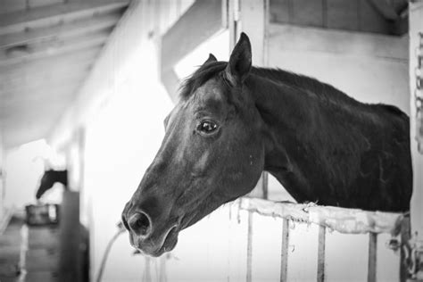 15 Horse Photography Tips for Beautiful Photos