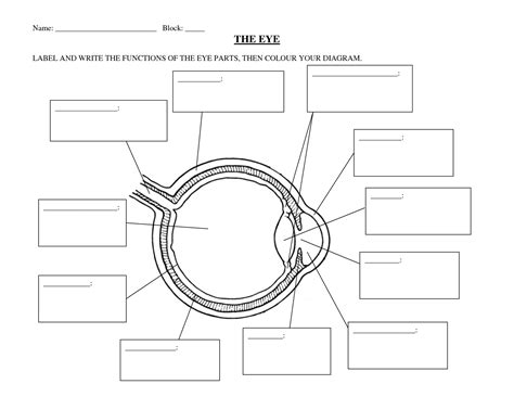 Human Eye Diagrams With The Unlabeled | Anatomy Worksheets