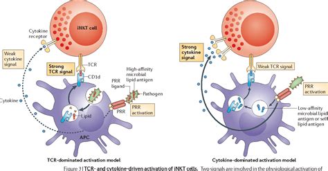 Invariant natural killer T cells: an innate activation scheme linked to diverse effector ...