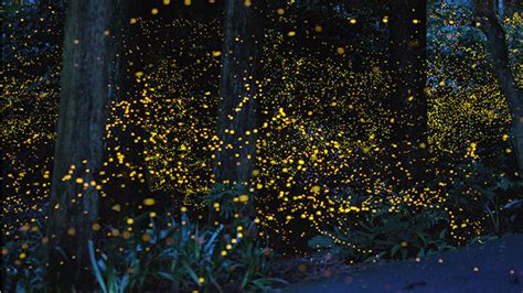 Stunning Photos of Golden Fireflies in Japan | Incredible Snaps