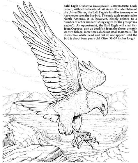 Rainforest Birds Coloring Pages at GetColorings.com | Free printable ...