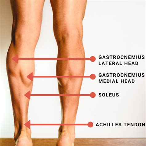 Soleus Muscle Pain Symptoms