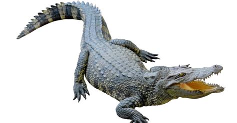 Nile Crocodile Animal Facts | Crocodylus niloticus | AZ Animals