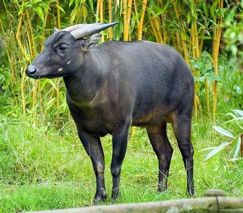 Lowland Anoa - Rare and Fascinating Animal