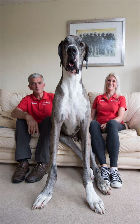 30 Gigantic Dogs In The World You Won't Believe Are Actually Real ...