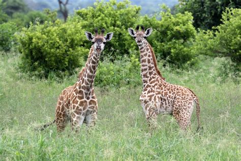 Giraffe Social Communities are Important to Giraffe Populations – PopEcol