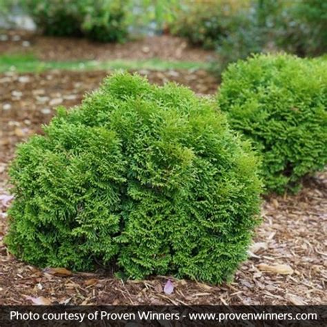 Tater Tot™ Arborvitae | Arborvitae, Evergreen shrubs, Plants