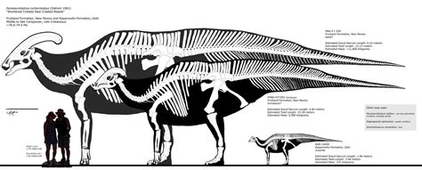 New size estimates for Parasaurolophus,No tyrannosaur would take this thicc boi on.Yeha cry ...