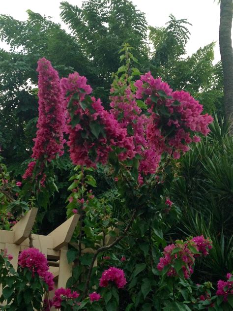 Cone shaped flowers of Hawaii | Plants, Flowers, Hawaii