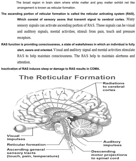 Reticular Activating System Diagram