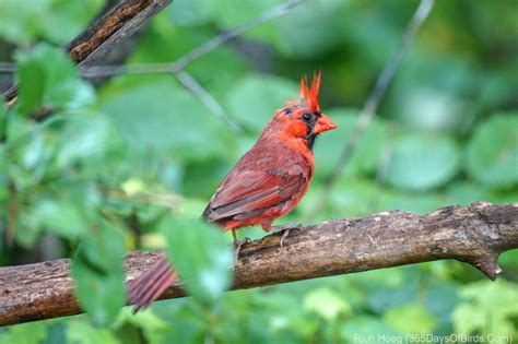 Northern Cardinal Feeding Fledgling | 365 Days of Birds