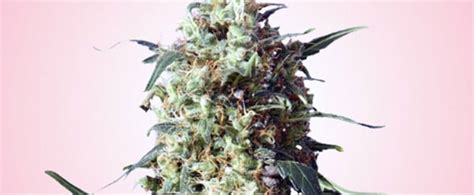 Spliff’s Strawberry Cannabis Strain Information and Review