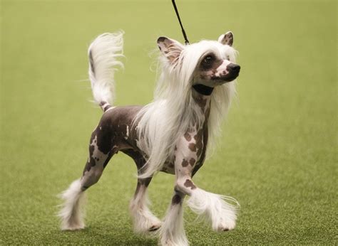 Top 10 Dumbest Dog Breeds - Photos