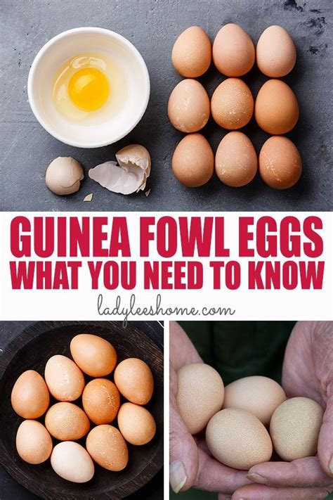 Guinea Fowl Eggs - What You Need to Know - Lady Lee's Home