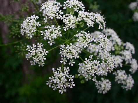 Conium maculatum (Apiaceae) image 20685 at PhytoImages.siu.edu