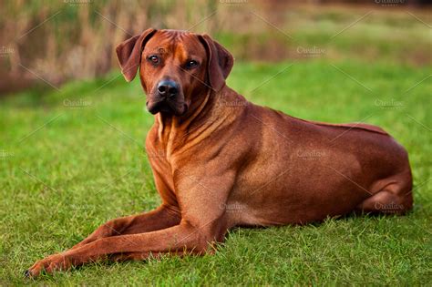 Adorable Rhodesian Ridgeback | High-Quality Animal Stock Photos ~ Creative Market