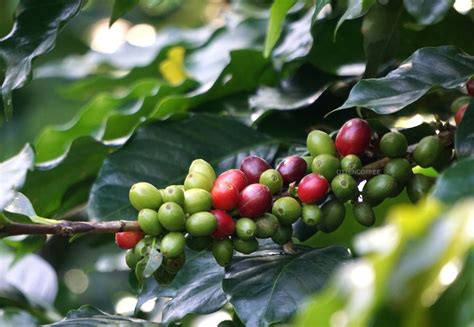 BERKUNJUNG KE KEBUN KOPI MENGANI BALI - Majalah Otten Coffee