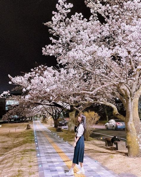 Spring cherry blossom in Jeju, South Korea | Jeju, Jeju island korea ...