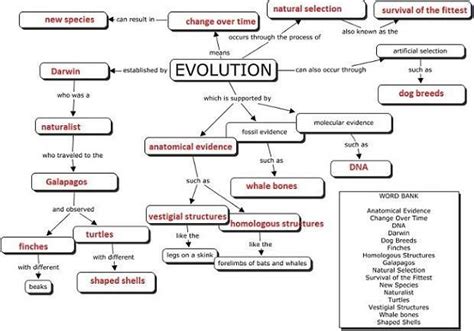 Evolution is.. | Evolution concept map, Concept map, Biology college