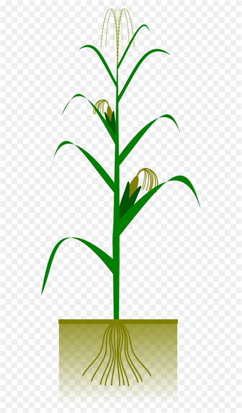 Backdrops Clip Art, Grass - Tall Grass Clipart - FlyClipart