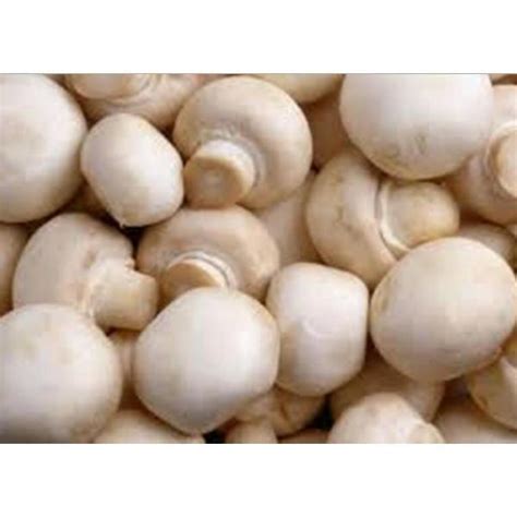 White Button Mushroom (Agaricus bisporus) Mycelium Spores Spawn Dried — Jack Seeds