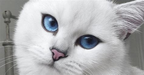 Cat With Blue Eyes And Natural Winged Eyeliner Takes Flawless Selfies ...