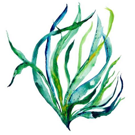 Download High Quality seaweed clipart watercolor Transparent PNG Images - Art Prim clip arts 2019