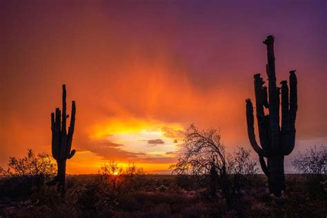 10 Unique Facts About the Sonoran Desert Sure to Blow Your Mind