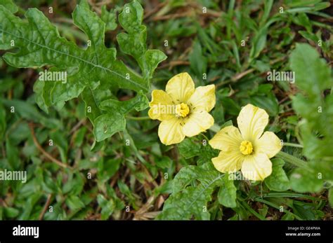 watermelon flower with ants Stock Photo - Alamy