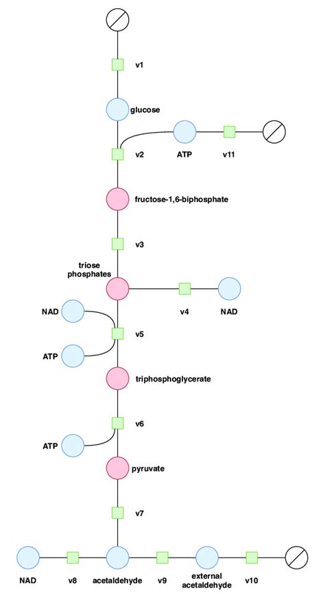 The glycolysis process in the yeast Saccharomyces cerevisiae proposed... | Download Scientific ...