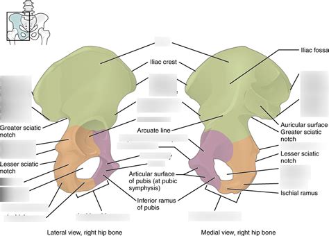 Pelvic Girdle Anatomy Diagram | Quizlet