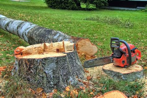 What is the Process of Felling a Tree? - Tree Surgeon in Lewes