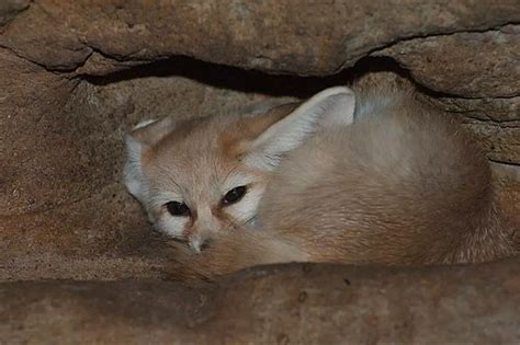 Where does the fennec fox live? (Fennec fox habitat) | ExoPetGuides