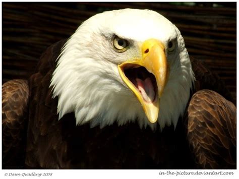 Screech II by In-the-picture on DeviantArt | Bald eagle, Picture, Birds