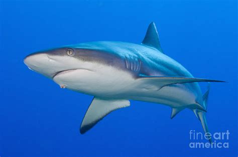 Gray Reef Shark, Kimbe Bay, Papua New Photograph by Steve Jones