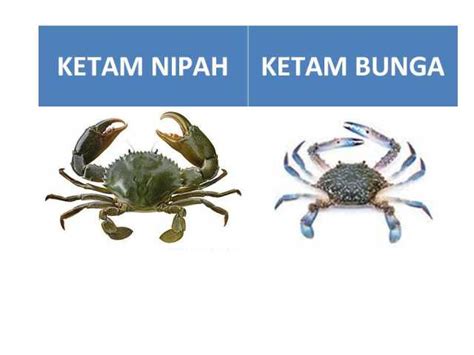 Beza Ketam Nipah Dan Ketam Batu / Apa Beza Ketam Batu Dan Ketam Nipah Ketambatu Com - Linwood ...