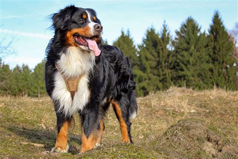 Bernese Mountain Dog | Breed Info, Guide & Care