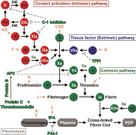 Schematic diagram of the coagulation cascade and possible interference ...