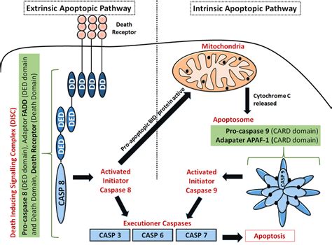 Apoptosis - Programmed Cell Death - TeachMePhysiology