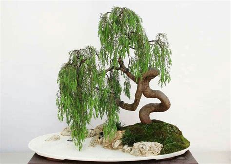 Weeping willow cuttings rooted in water, what now? : r/Bonsai