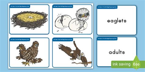 Life Cycle of a Bald Eagle Sequencing Cards (teacher made)