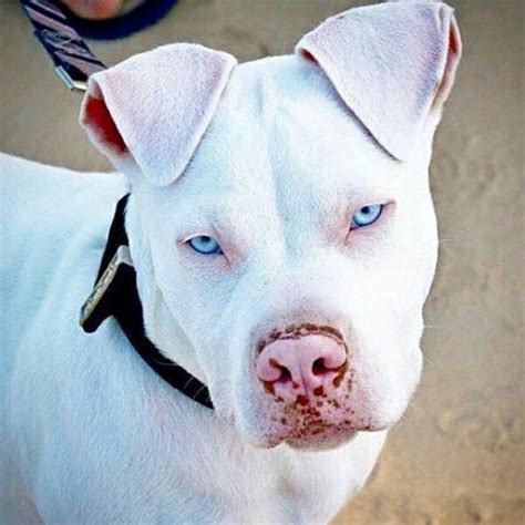 Watch her blue lovely eyes... ------------------------------------------------- | Cute dogs, Pit ...