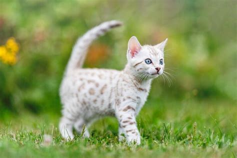 Top 10 Exotic Looking Cat Breeds | PetGuide