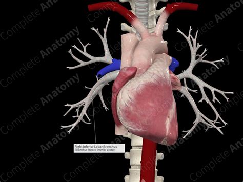 Right Inferior Lobar Bronchus | Complete Anatomy