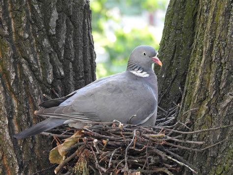 Do Pigeons Nest in Trees? | Have You Seen them on Trees?