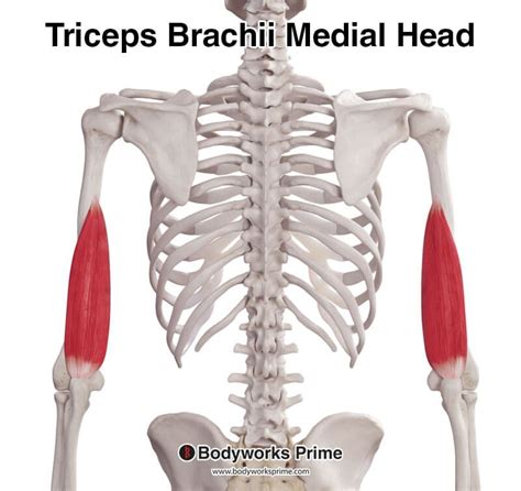 Triceps Brachii Muscle Anatomy - Bodyworks Prime