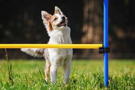 What Are The Top 10 Best Agility Dog Breeds