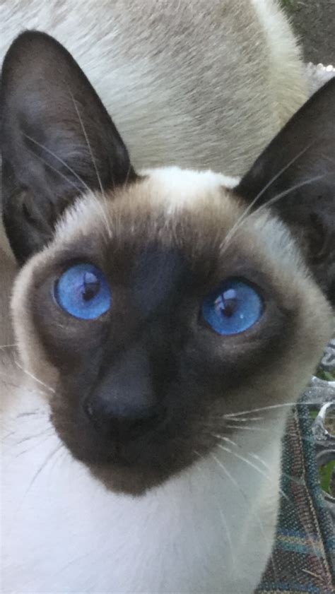 Siamese cat eyes. Blue cat eyes. This is my cat. | Siamese cats, Cats, Blue cats